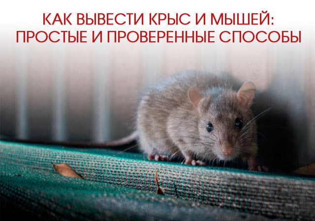 Как вывести крыс и мышей в Томилино: простые и проверенные способы