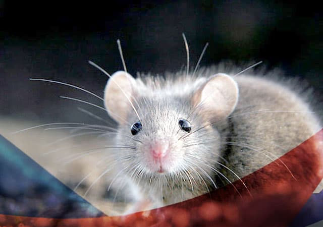 Уничтожение мышей в Томилино